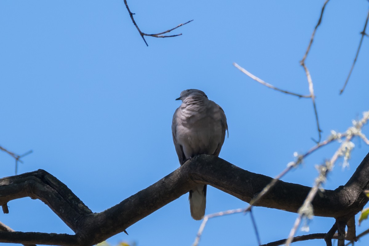 Eurasian Collared-Dove - ML167997821