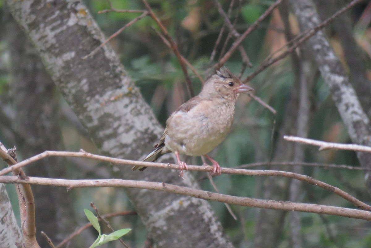 Common Chaffinch - ML167999171