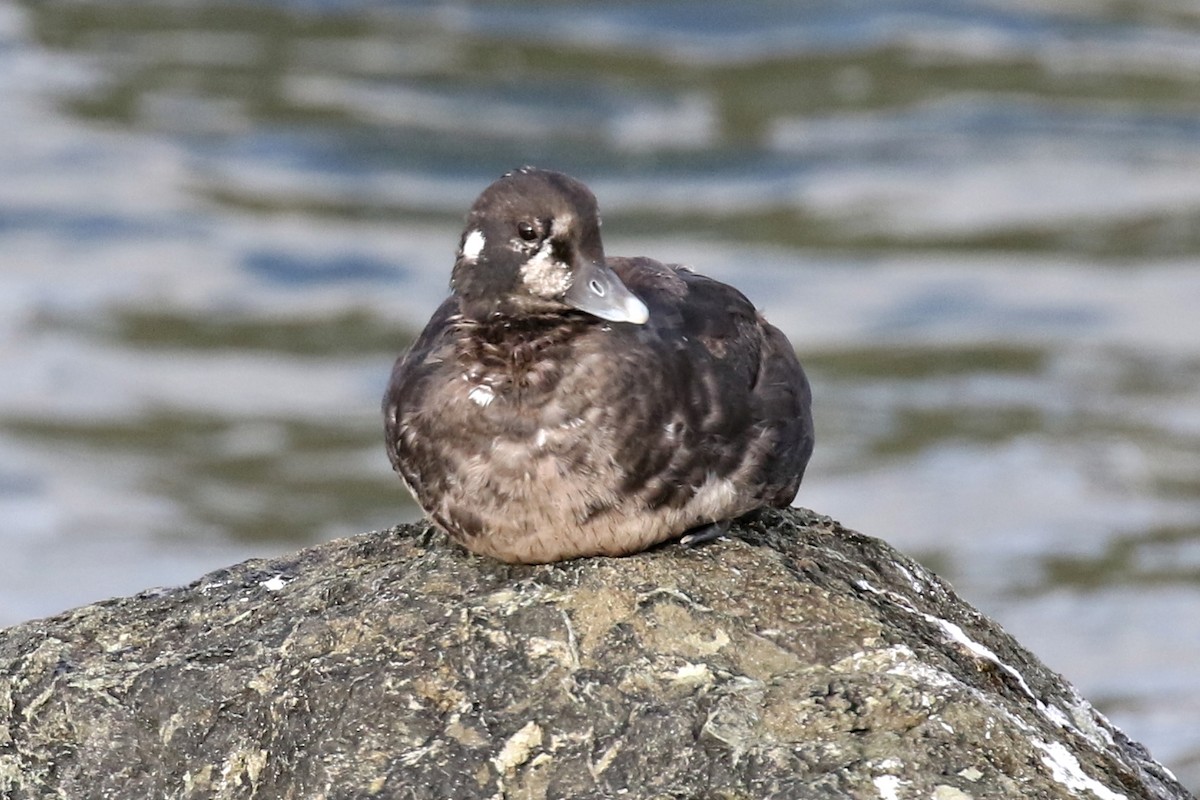 Harlequin Duck - Ginger Spinelli