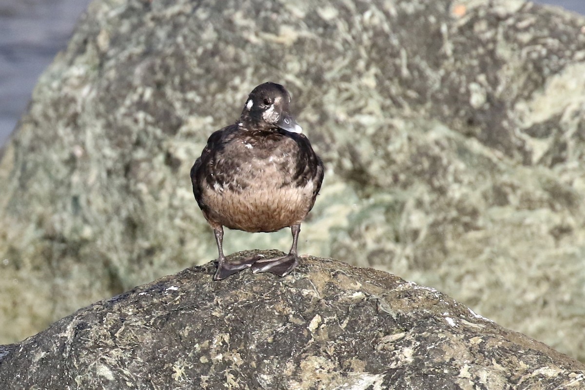 Pato Arlequín - ML167999361