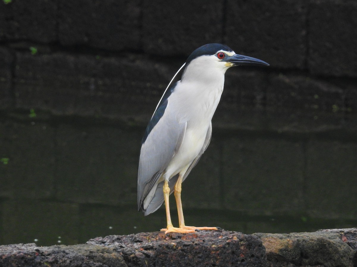 Black-crowned Night Heron - ML167999781