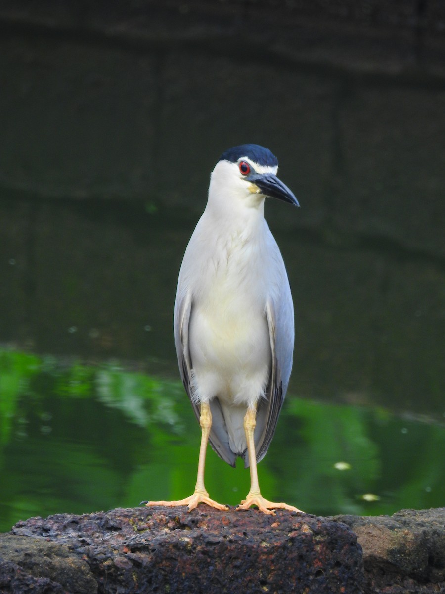 Black-crowned Night Heron - ML167999801