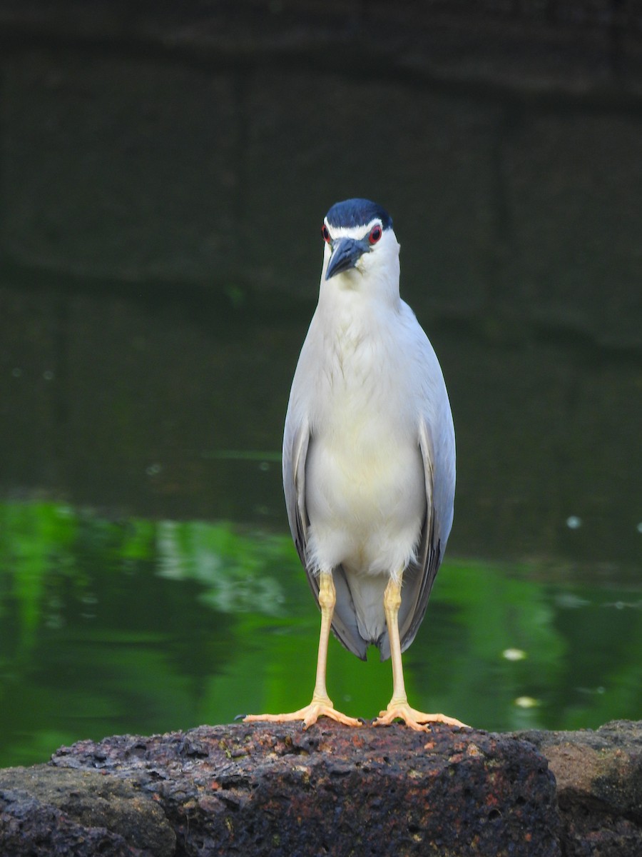 Black-crowned Night Heron - ML167999861