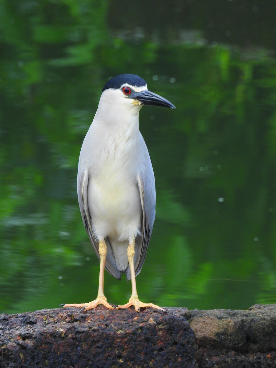 Black-crowned Night Heron - ML167999881