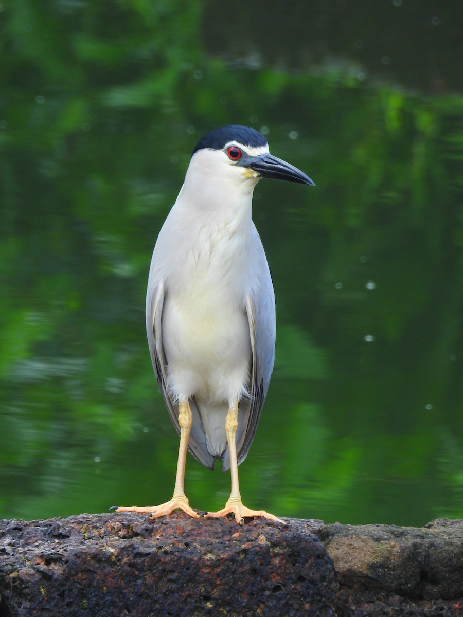 Black-crowned Night Heron - ML167999971