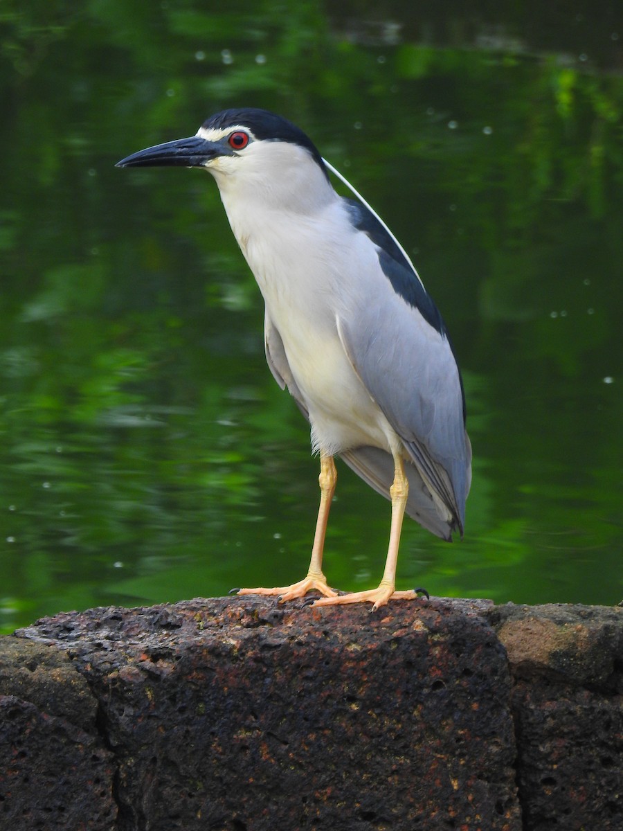 Black-crowned Night Heron - ML167999981