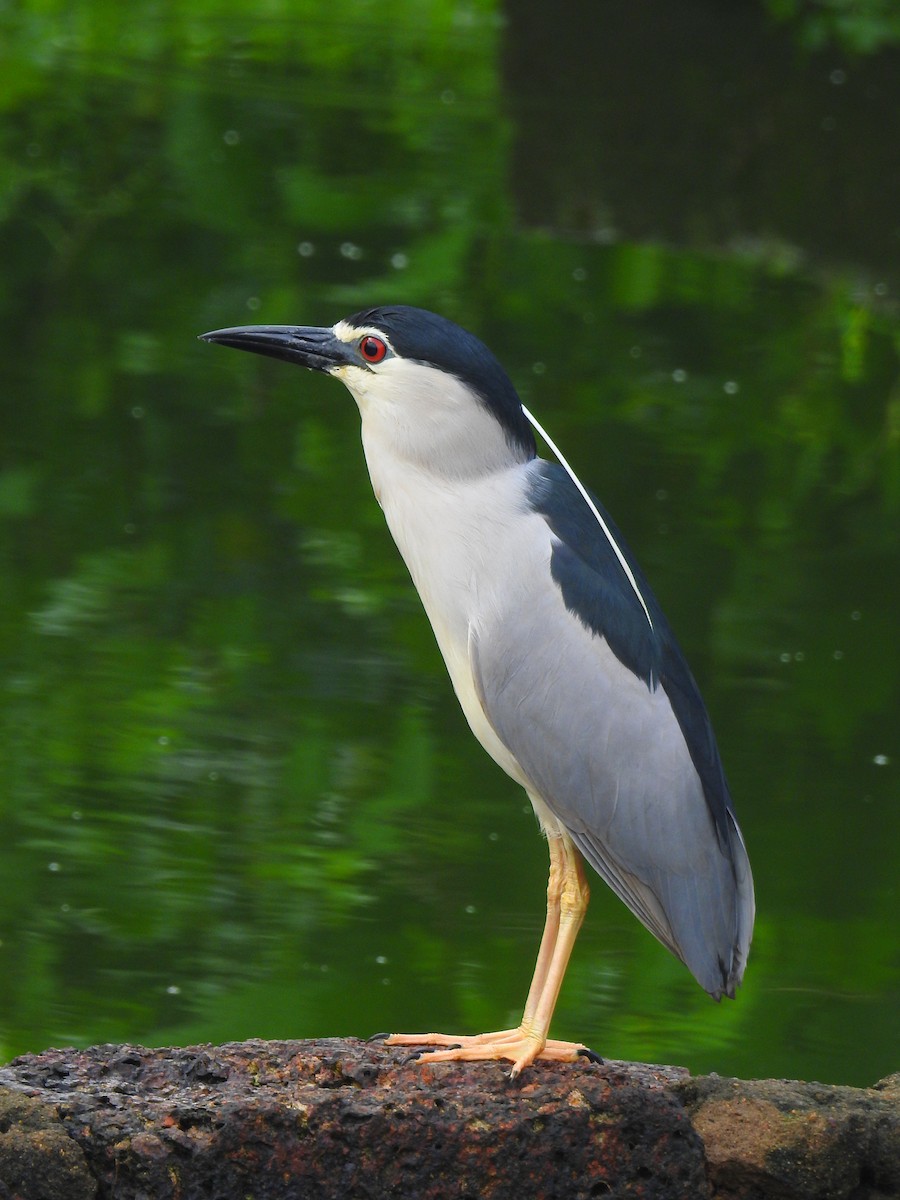 Black-crowned Night Heron - ML167999991