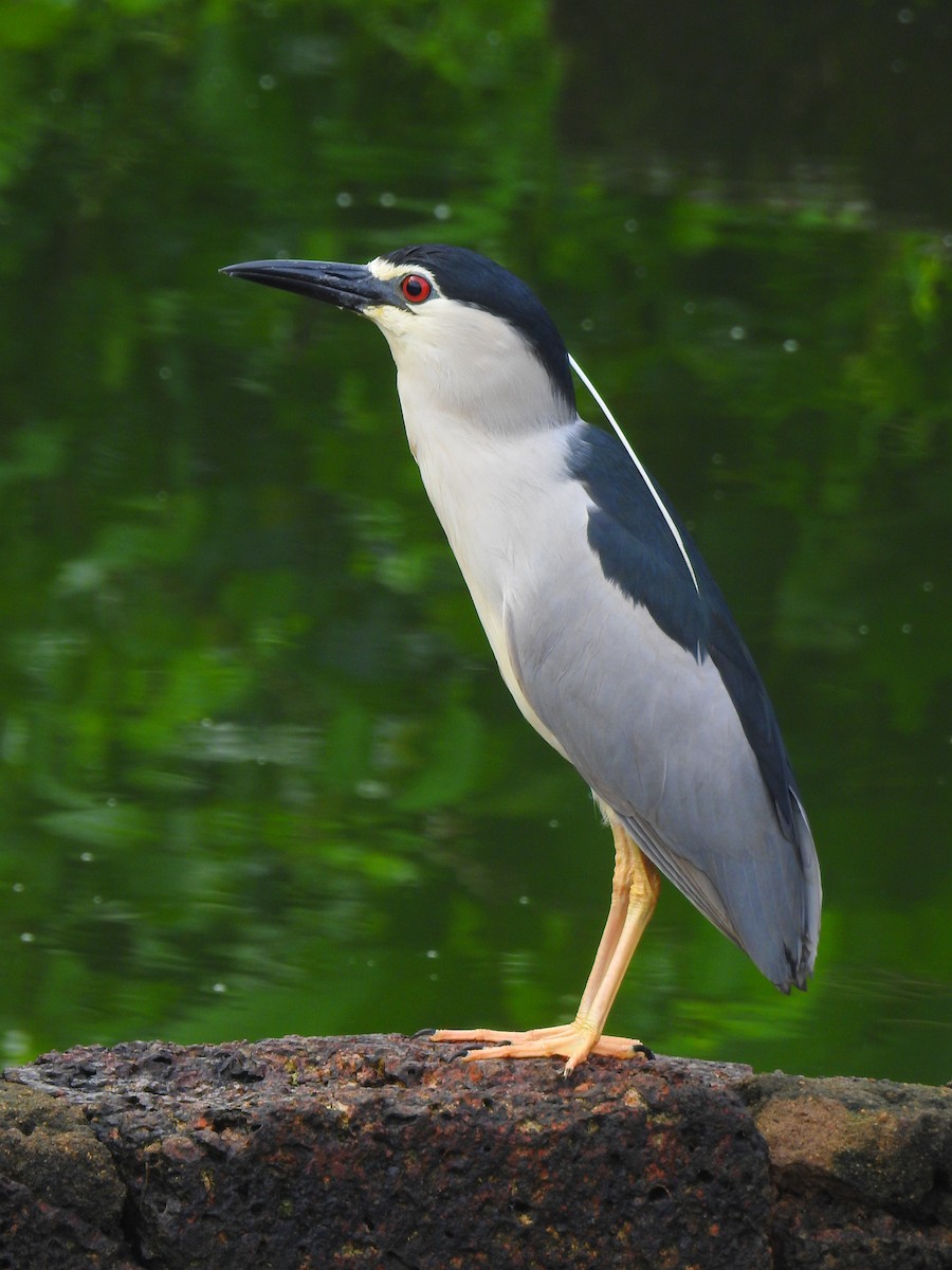 Black-crowned Night Heron - ML168000001