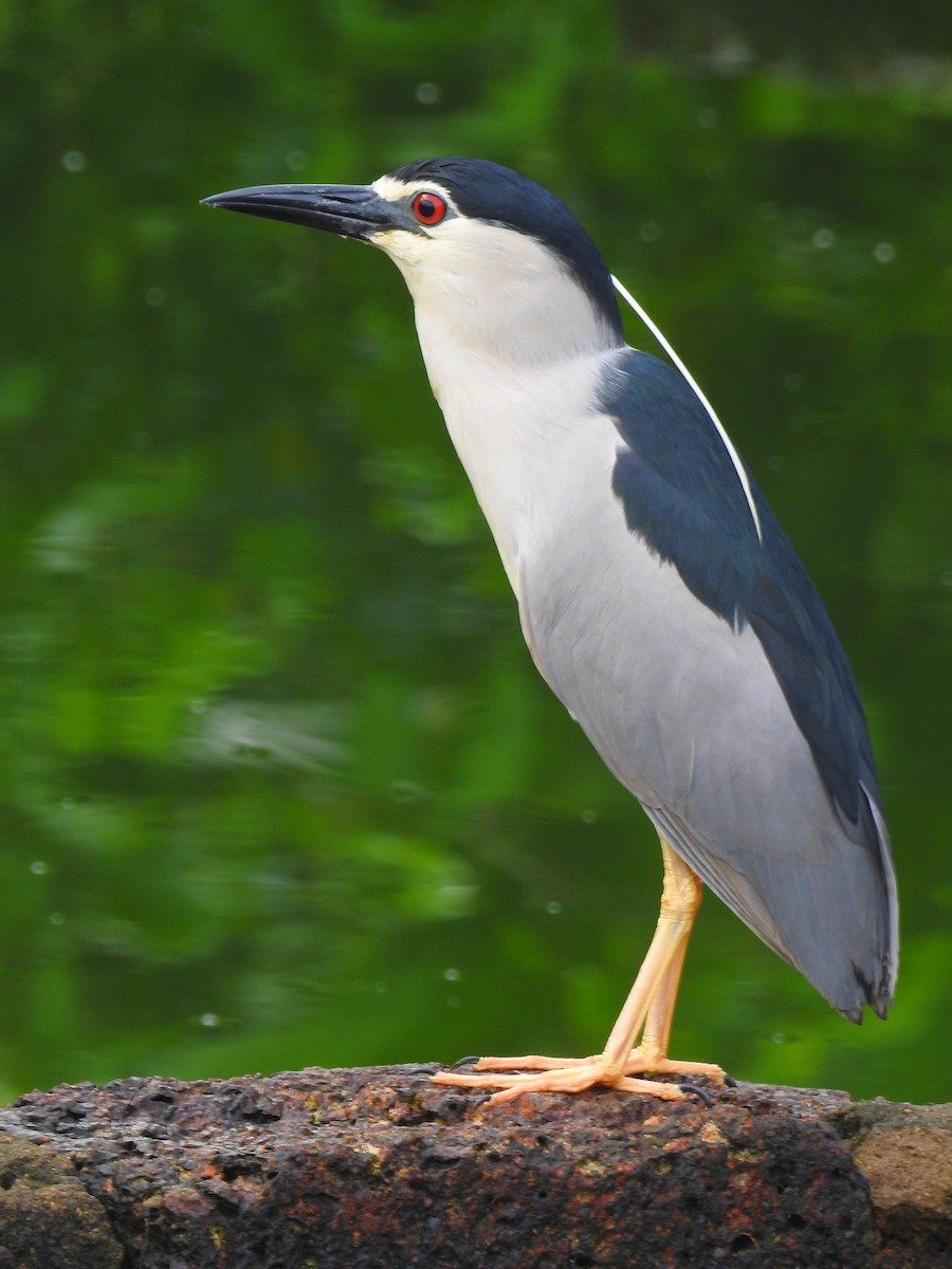 Black-crowned Night Heron - ML168000011