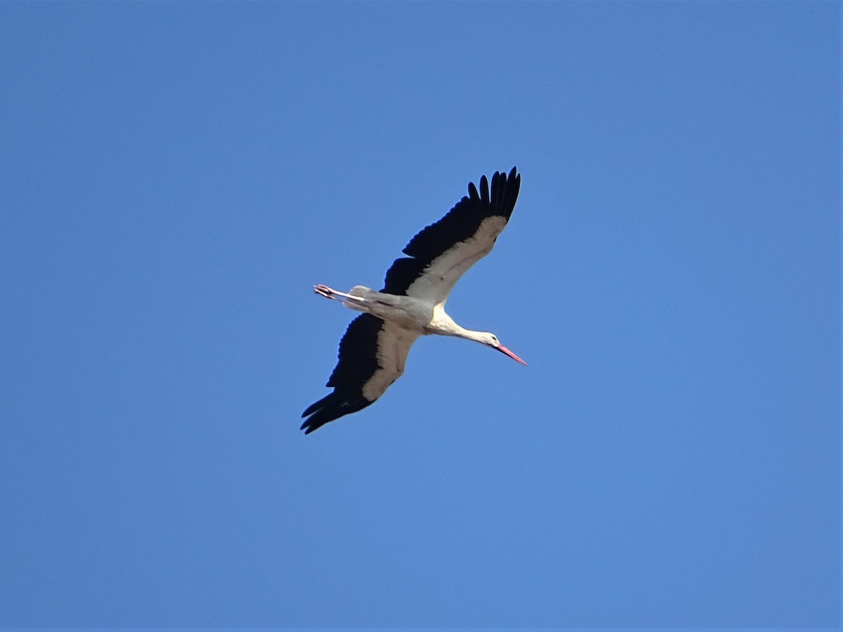 White Stork - ML168000041