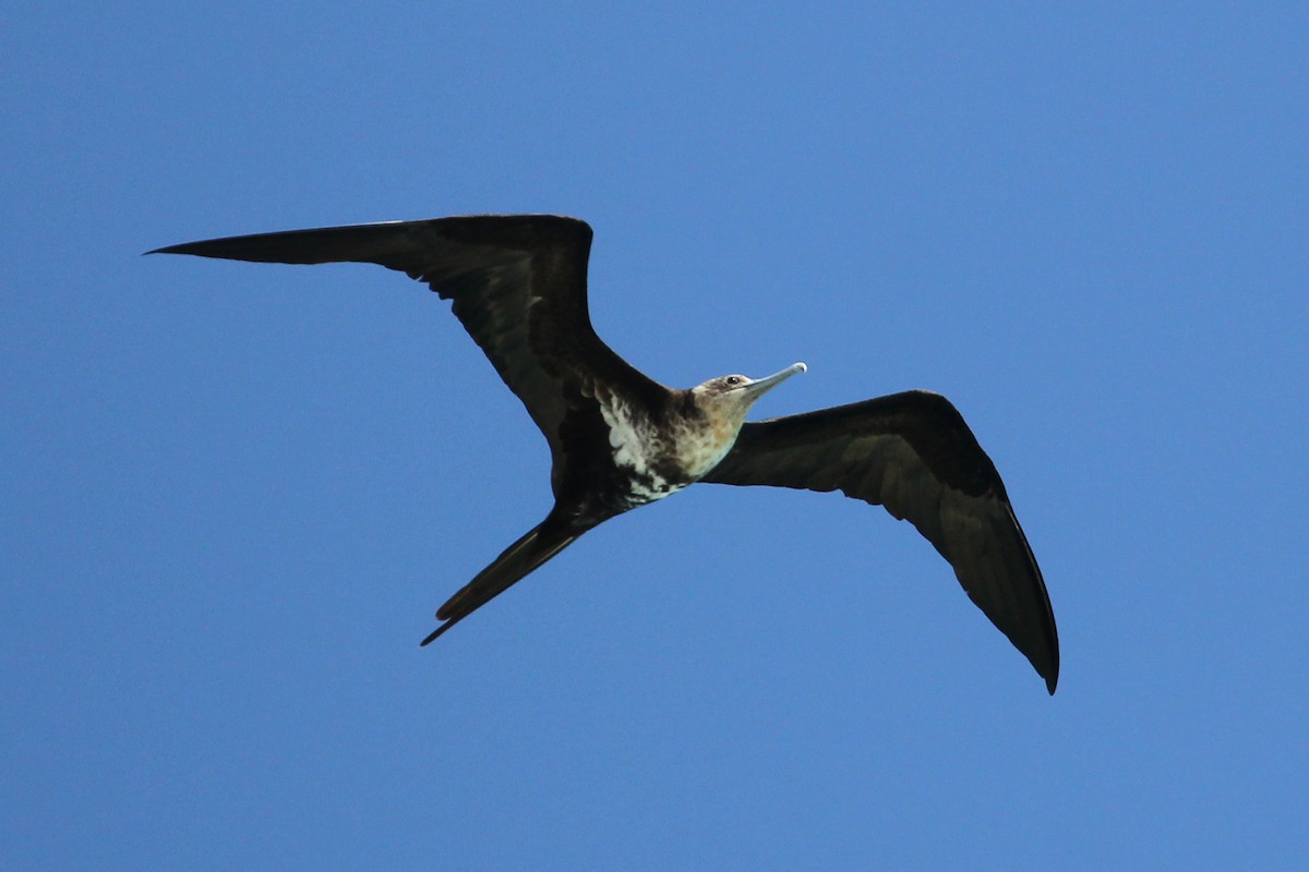 Lesser Frigatebird - ML168001561