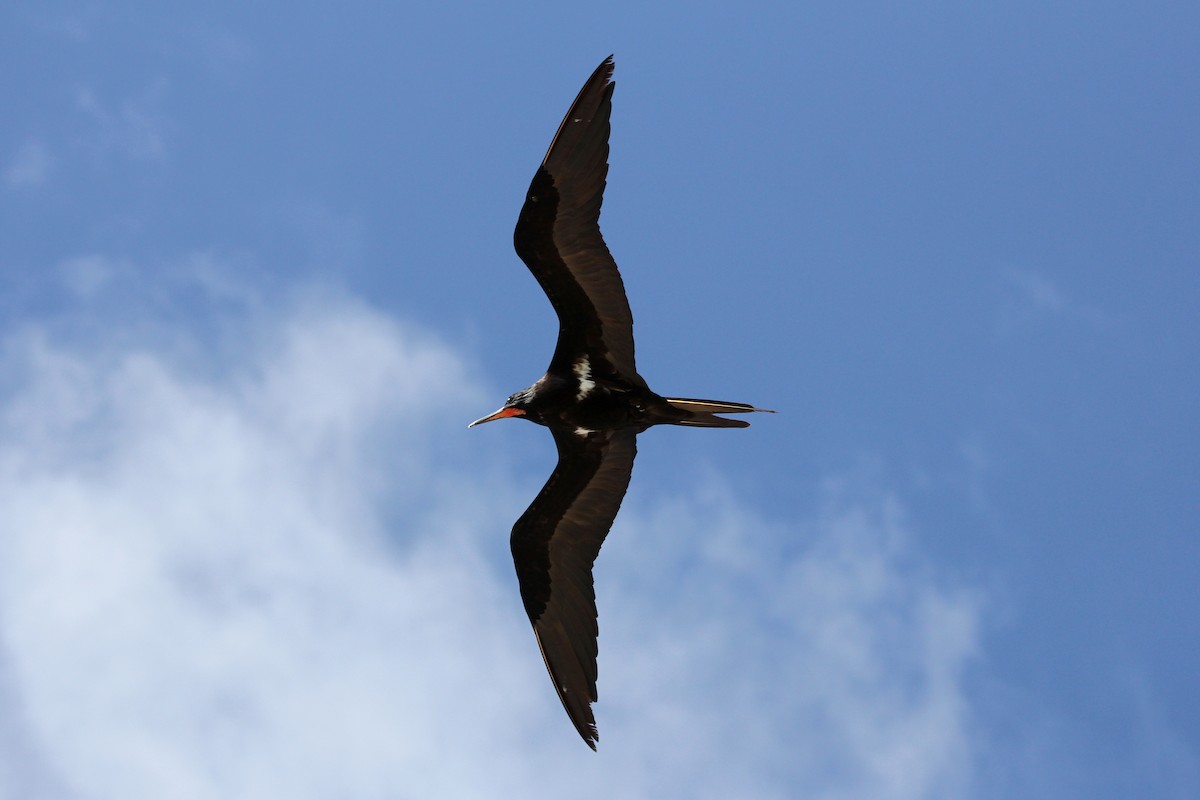 Lesser Frigatebird - ML168001571