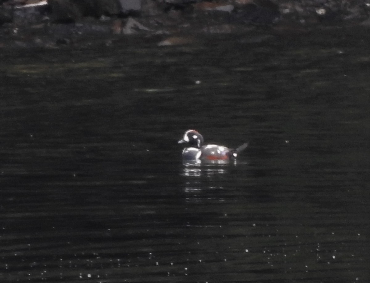 Harlequin Duck - ML168002381