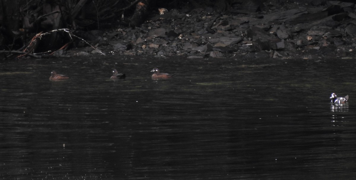 Harlequin Duck - ML168002391