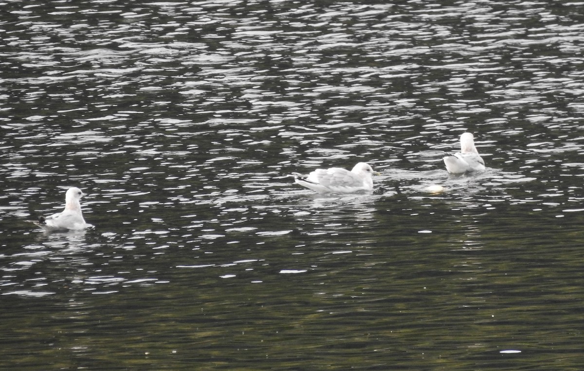 Short-billed Gull - ML168002431