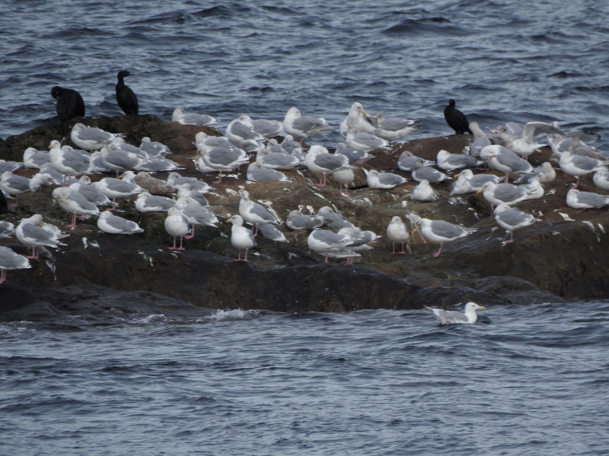 Glaucous-winged Gull - ML168002441