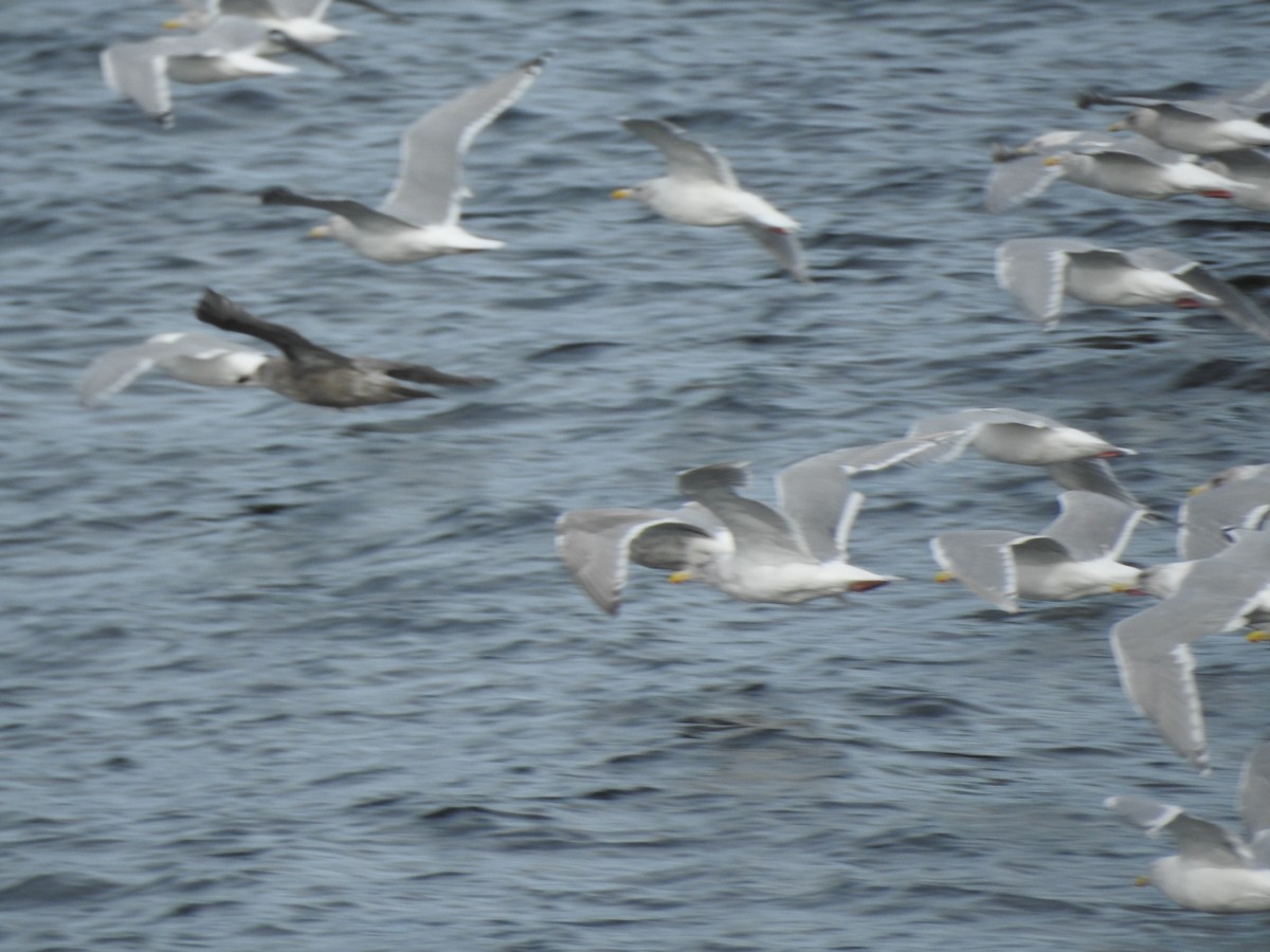 Glaucous-winged Gull - ML168002451