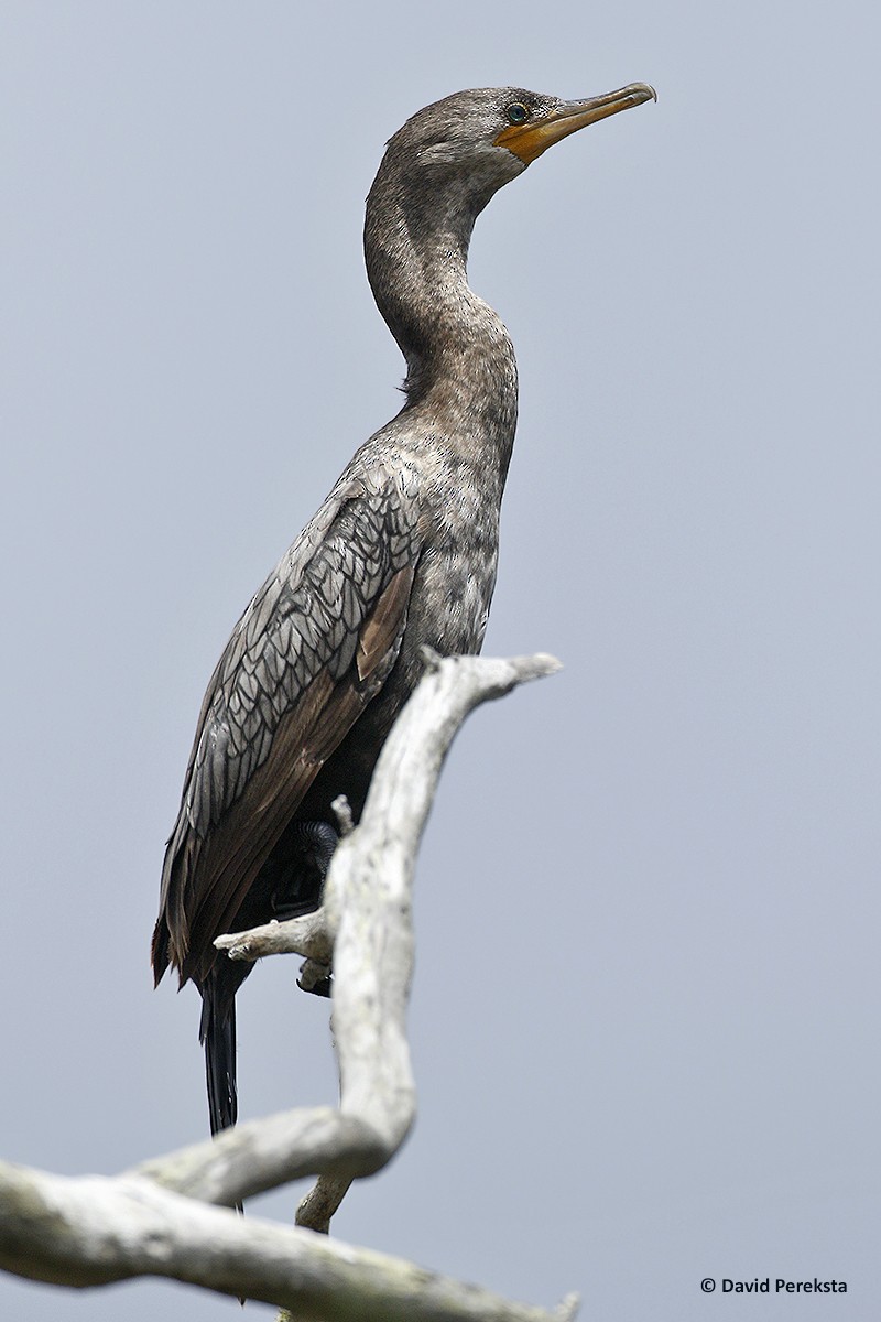 Neotropic Cormorant - ML168002851