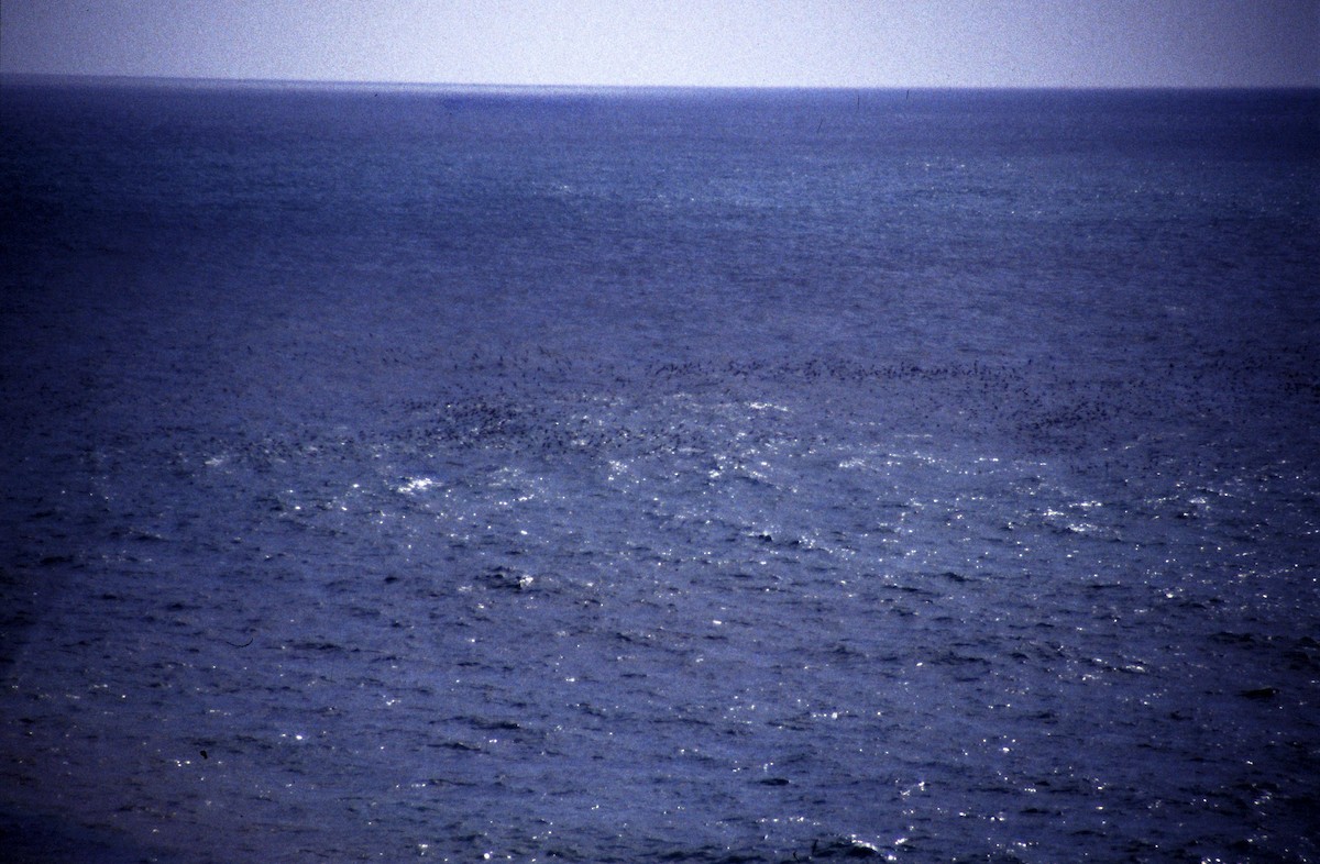 Berta grigia - ML168003861