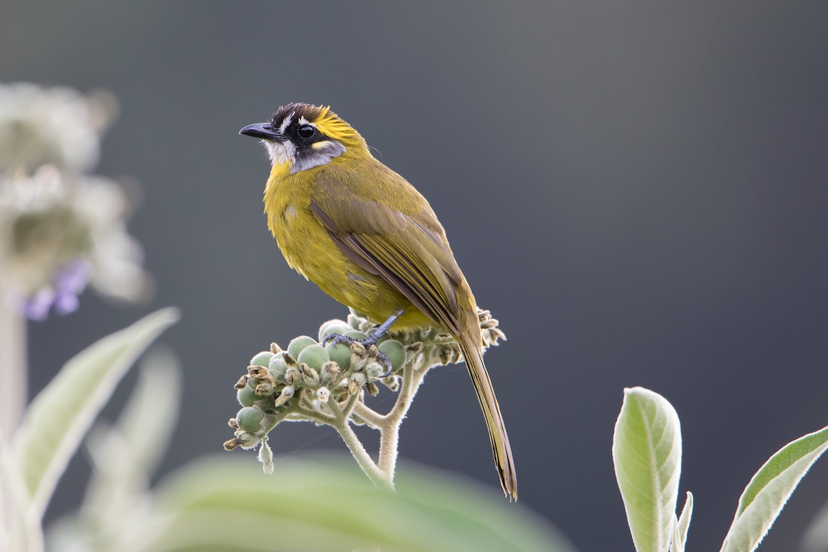 Yellow-eared Bulbul - Debankur Biswas