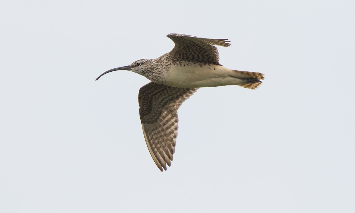 Bristle-thighed Curlew - Steve Kelling