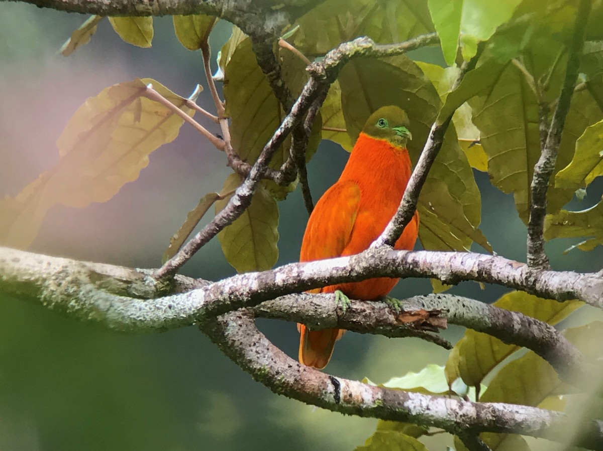 Orange Dove - Brian Gibbons