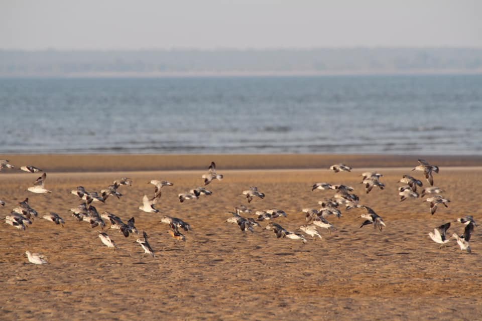 紅腹濱鷸 - ML168006201