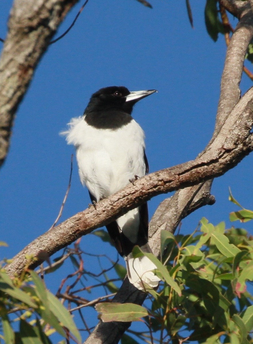 Pied Butcherbird - ML168006601