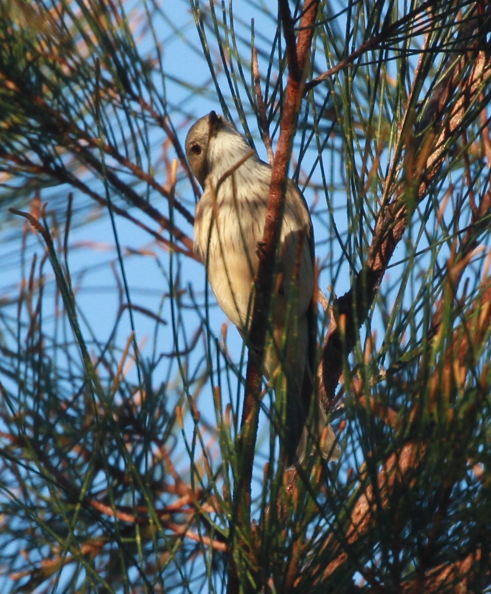 Rufous Whistler - ML168006621