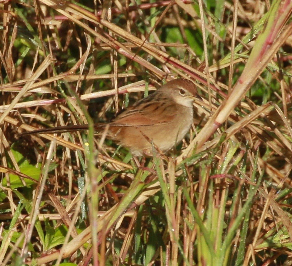 Tawny Grassbird - ML168006671