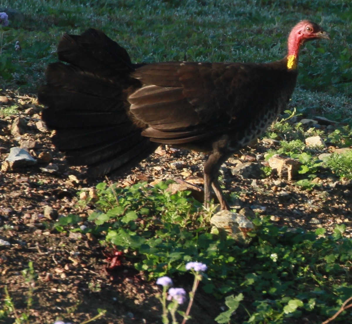 Australian Brushturkey - ML168006721