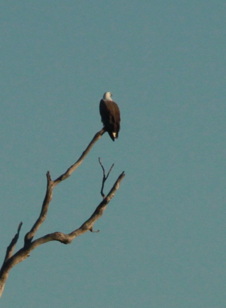 White-bellied Sea-Eagle - ML168006771