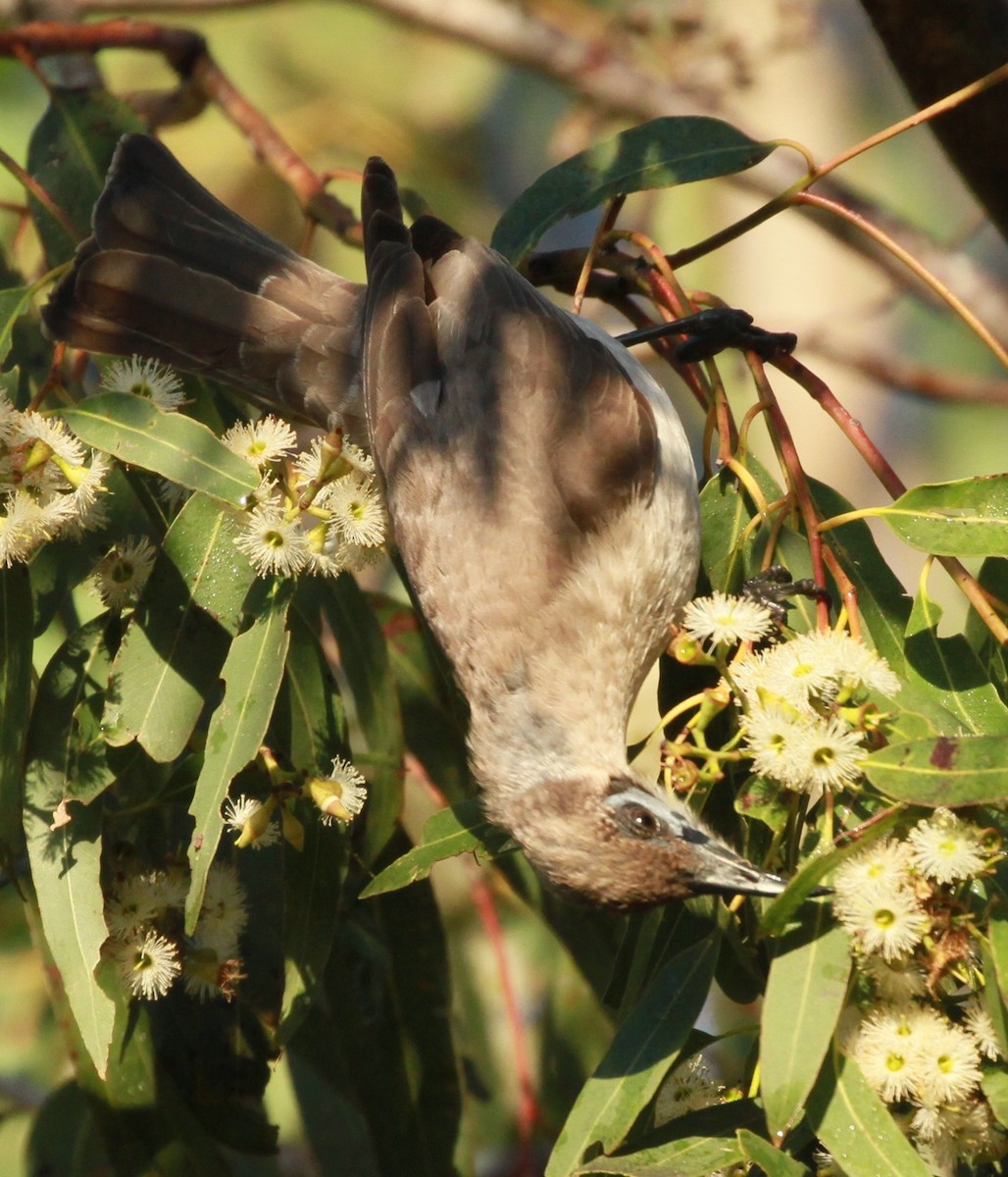 Little Friarbird - ML168006841