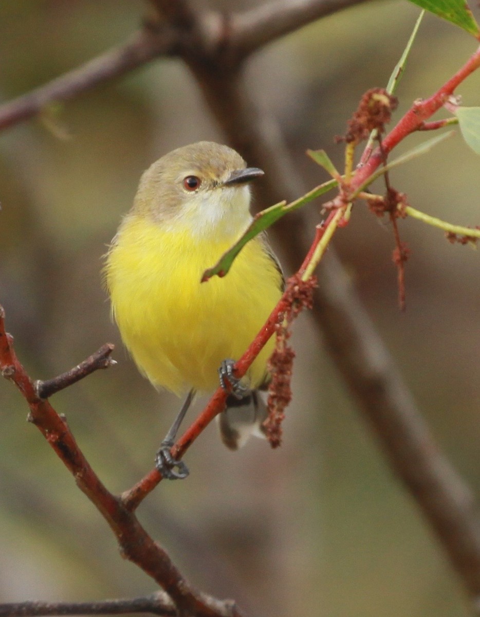 White-throated Gerygone - ML168006861