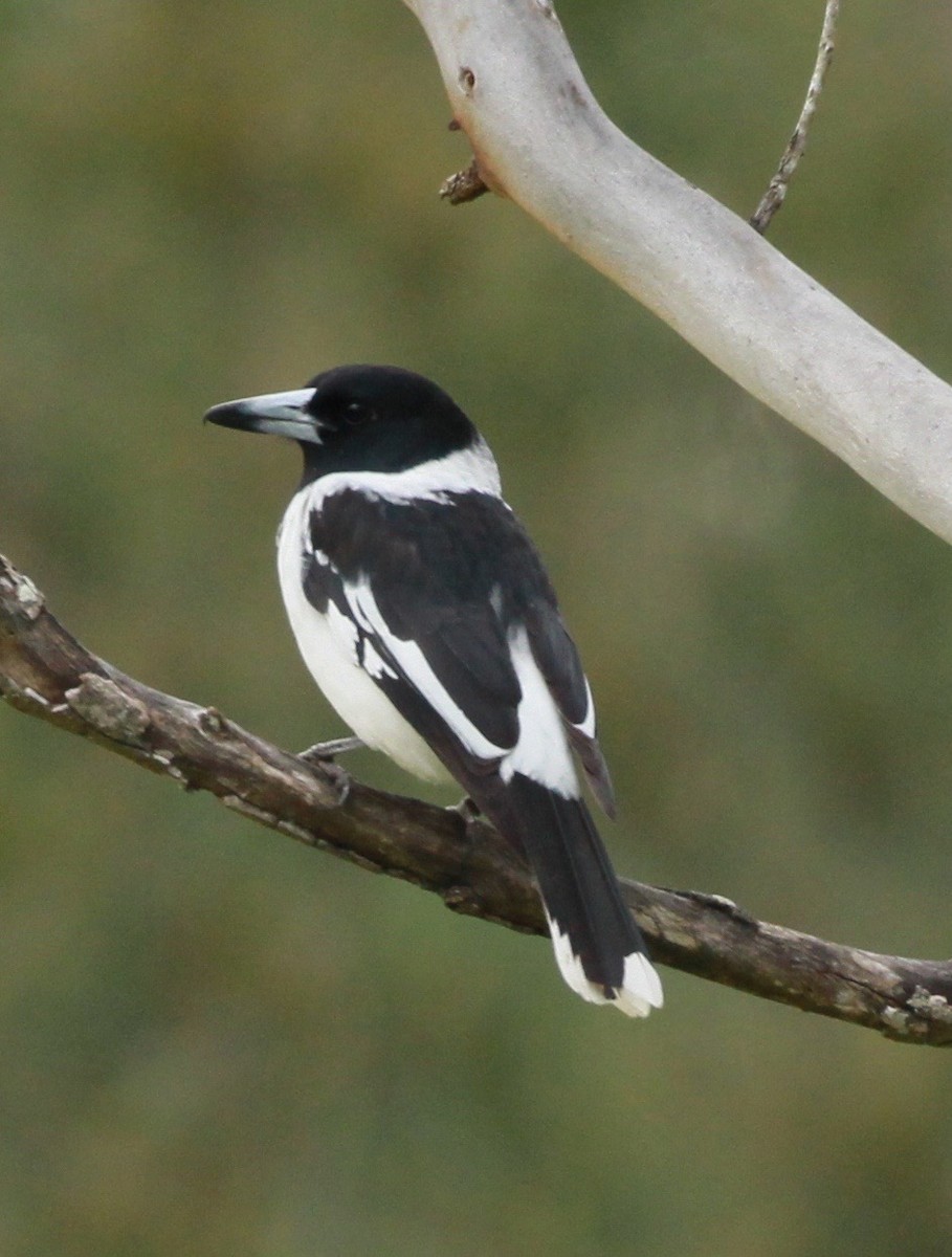 Pied Butcherbird - ML168007431