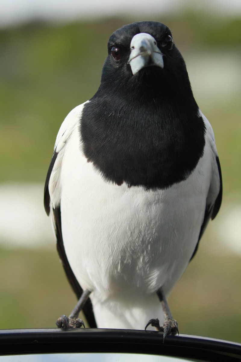 Pied Butcherbird - ML168007451