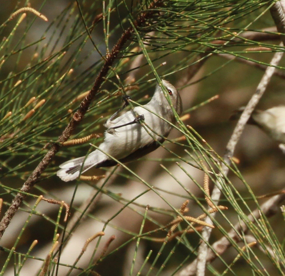 Mangrove Gerygone - ML168007501