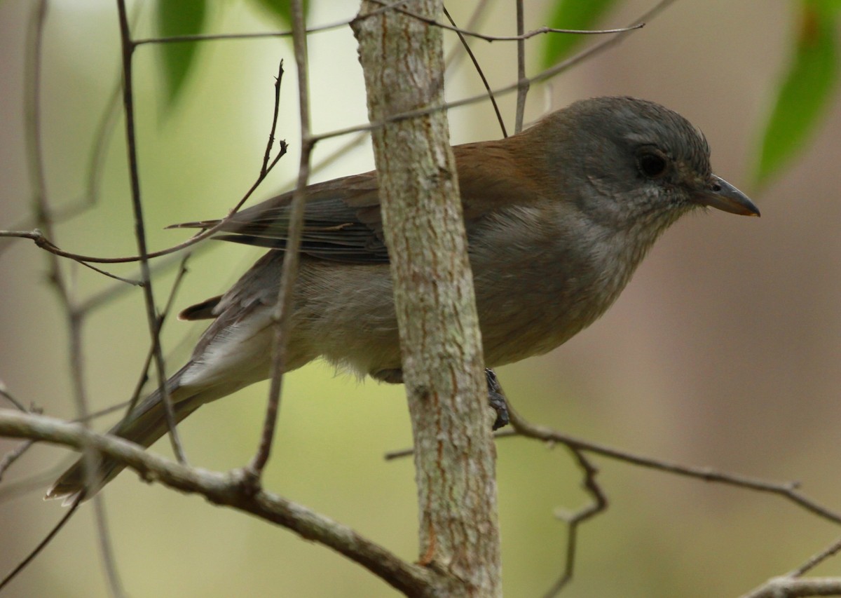 Gray Shrikethrush - ML168007521