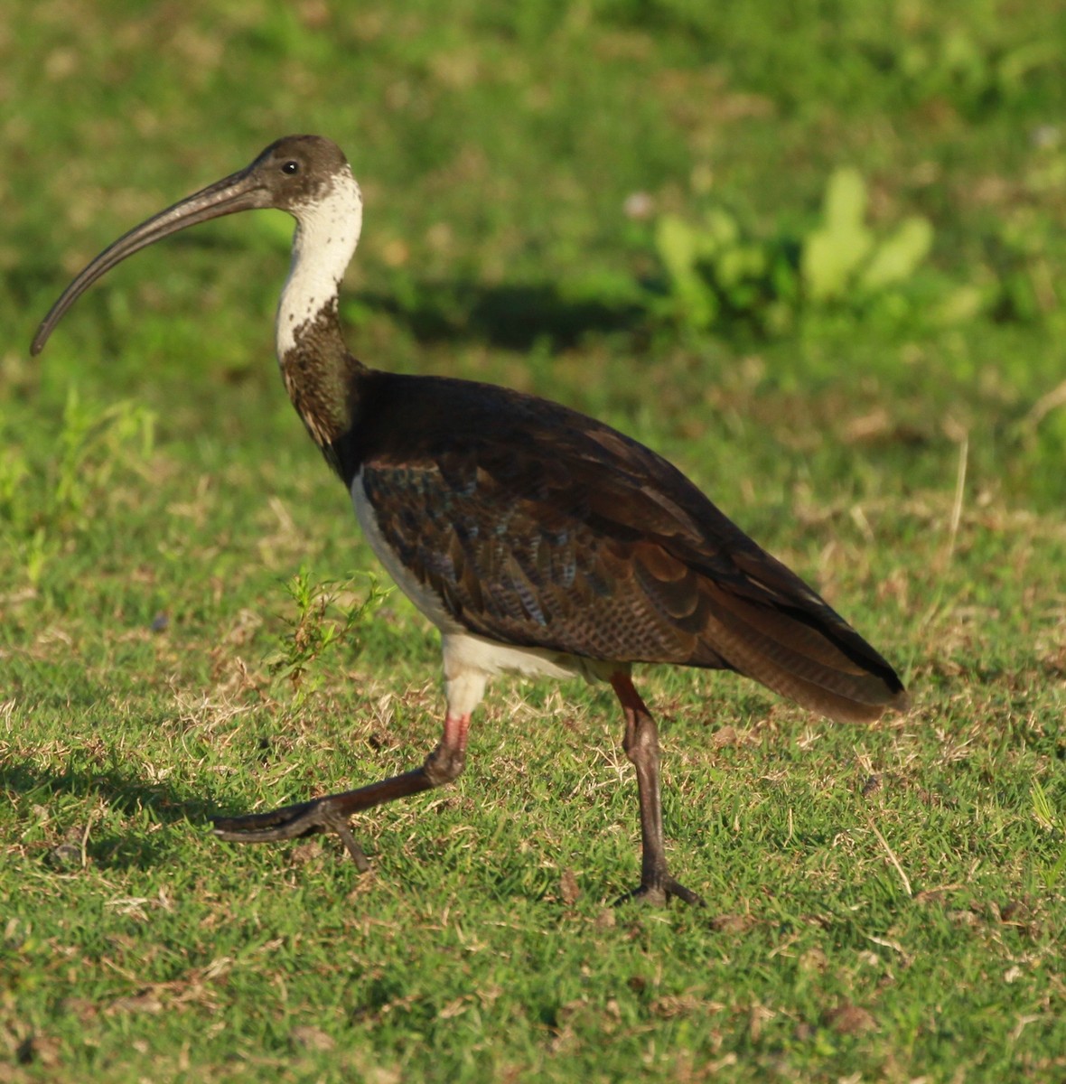 Straw-necked Ibis - ML168007541