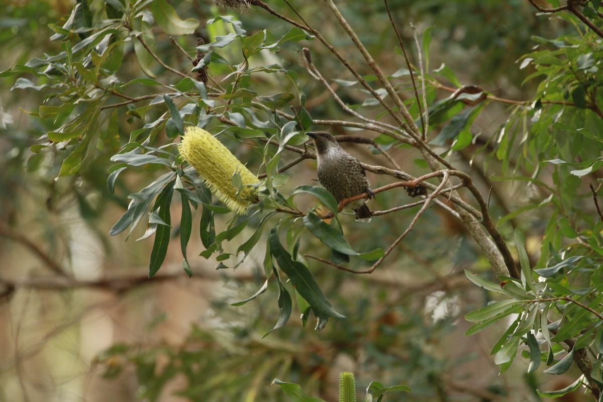 Little Wattlebird - ML168007561