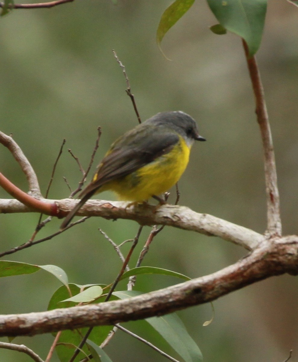 Eastern Yellow Robin - ML168007581