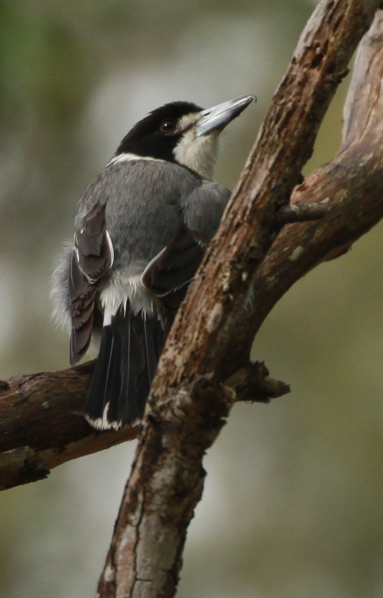 Gray Butcherbird - ML168007591