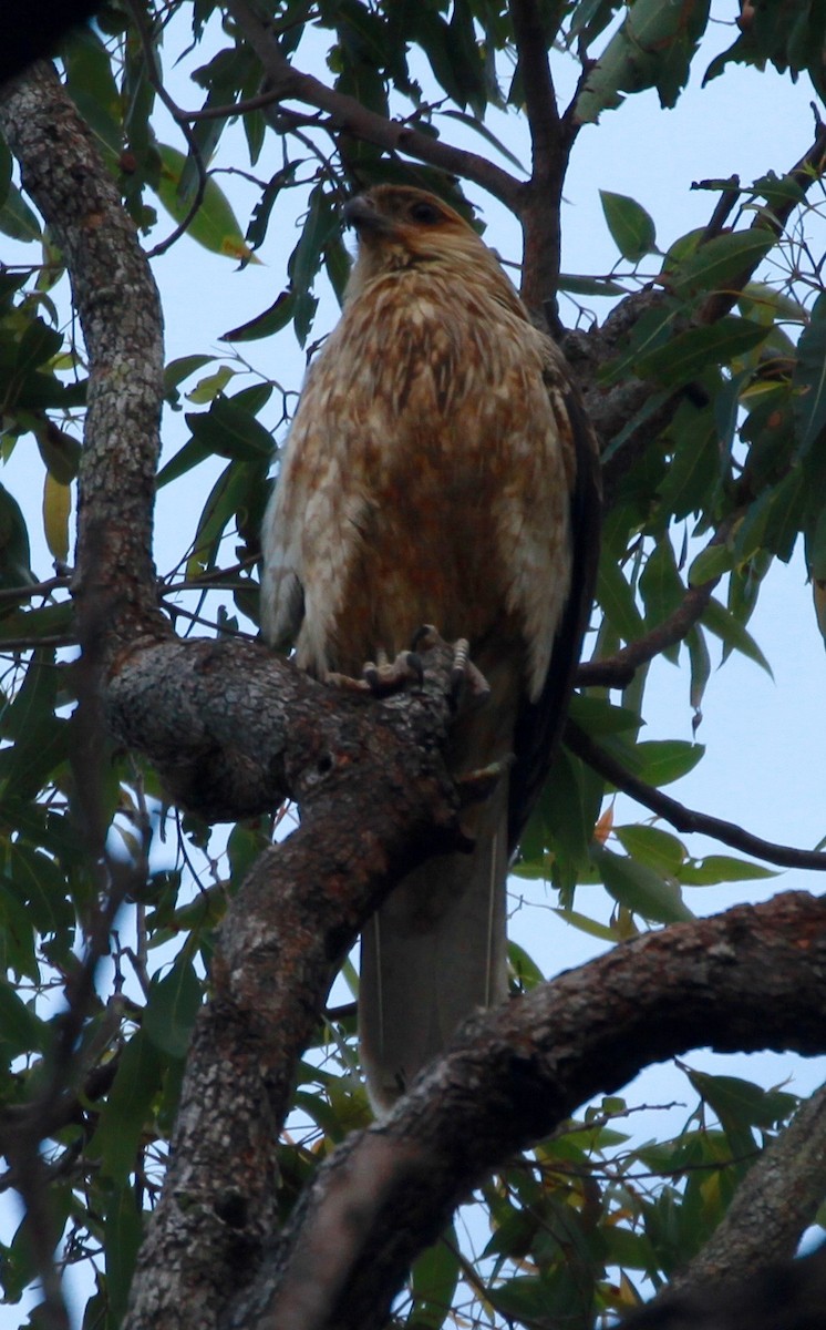 White-bellied Sea-Eagle - ML168007691