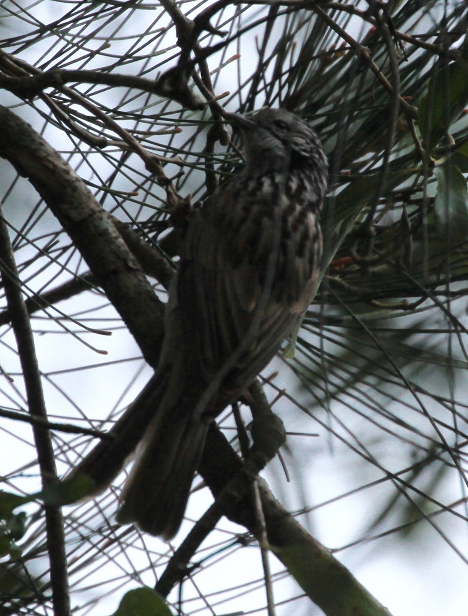 Striped Honeyeater - ML168007711