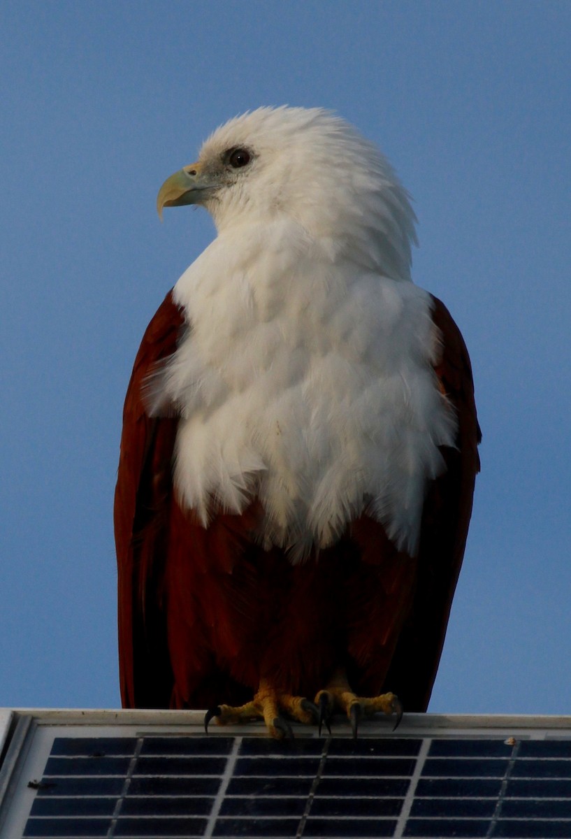 Brahminy Kite - ML168007851