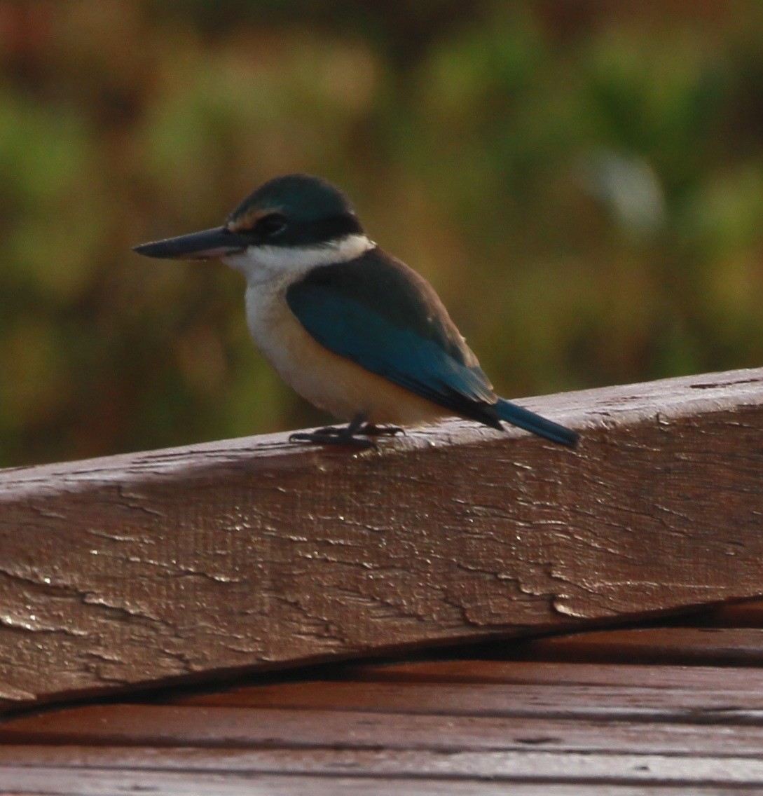 Sacred Kingfisher - ML168007871