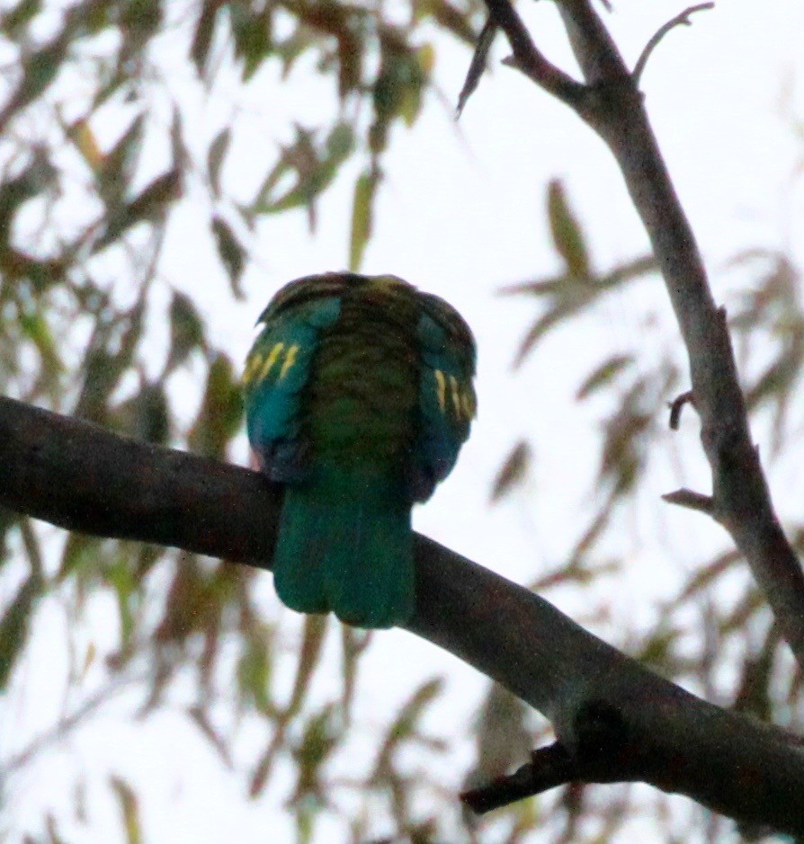 Wompoo Fruit-Dove - stephen bennie