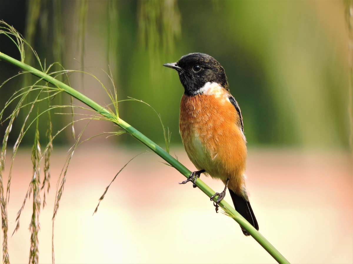 Siberian Stonechat - ML168008911