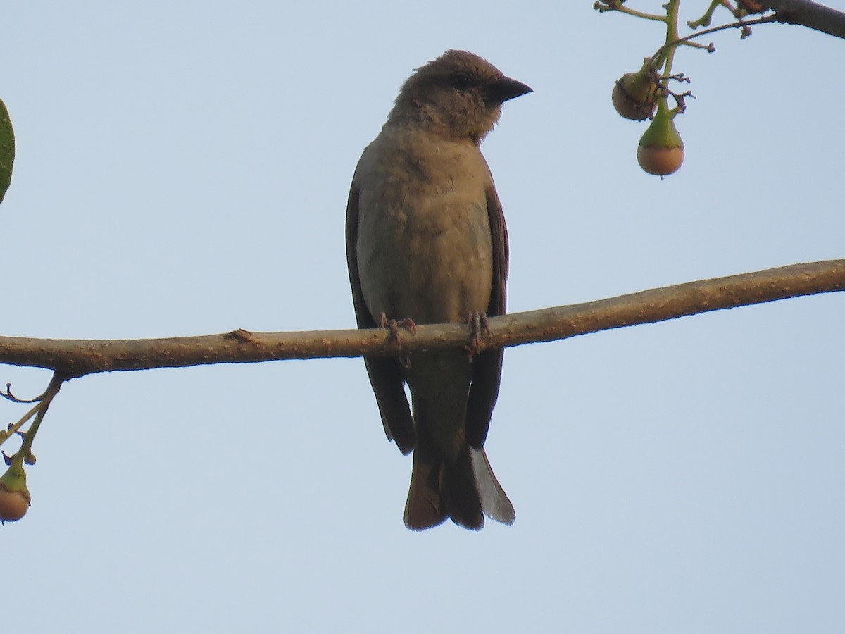 Yellow-throated Sparrow - Anil Menon