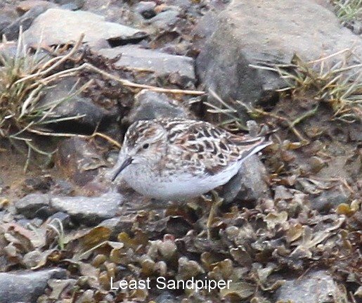 Least Sandpiper - ML168012561